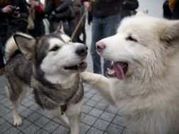 Dogs