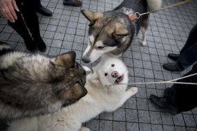 Dogs