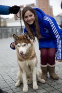 Girl photographed next to a dog husky