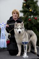 Championship northern dogs