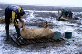 Участник фестиваля