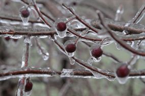 Tree branch after "freezing rain"