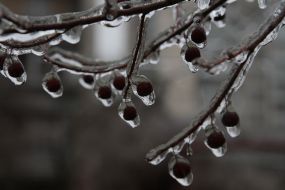 Tree branch after "freezing rain"