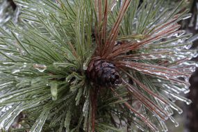 Tree branch after "freezing rain"