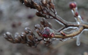 Tree branch after "freezing rain"