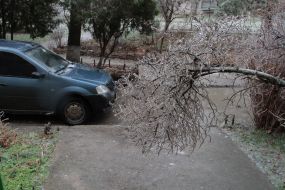 Tree branch after "freezing rain"