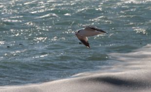 Gull