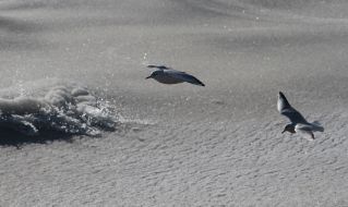 Gulls