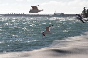Gulls