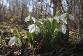 Snowdrops