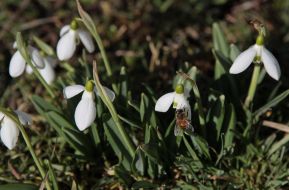 Подснежники