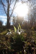 Snowdrops