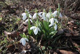 Snowdrops