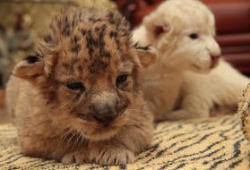 lion cub