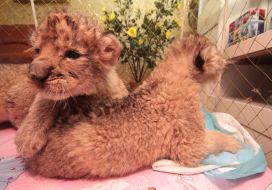 lion cub