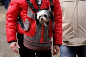 Собака в рюкзаке висит на груди у хозяина