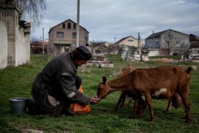 Мужчина кормит коз