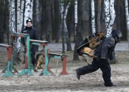 Служебная собака