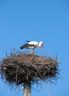 Stork 