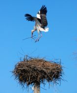 Stork