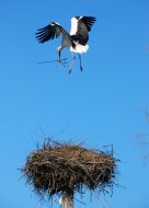 Stork