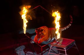 Number with predators