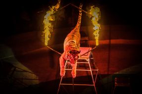 Number with predators