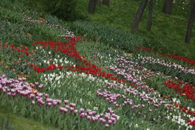 Exhibition of tulips