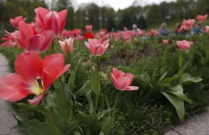 Exhibition of tulips