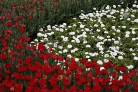 Exhibition of tulips 