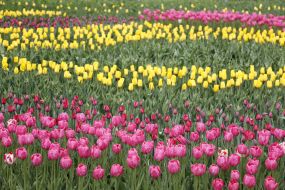 Exhibition of tulips