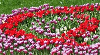 Exhibition of tulips