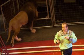 Premiere of "The Algerian lions"