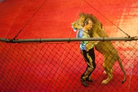 Premiere of "The Algerian lions"