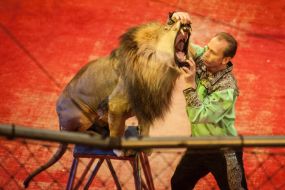 Premiere of "The Algerian lions"