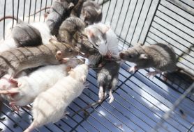 Rats in a cage