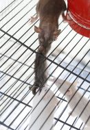 Rats in a cage 