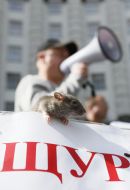 Rat