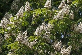 Flowerings chestnuts