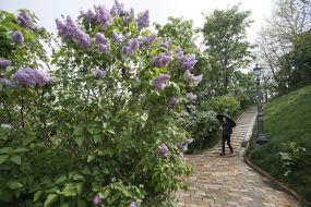 Цветущая сирень