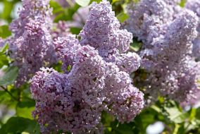 Цветущая сирень