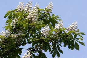 Цветущий каштан