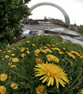 Одуванчики 