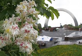 Цветущий каштан