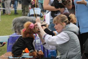 Dog Show