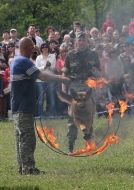 Shepherd jumping through burning hoops