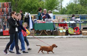 Dog Show