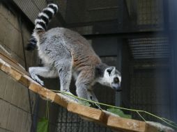 Ring-tailed lemur