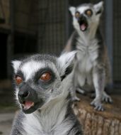 Ring-tailed lemur