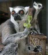 Ring-tailed lemur